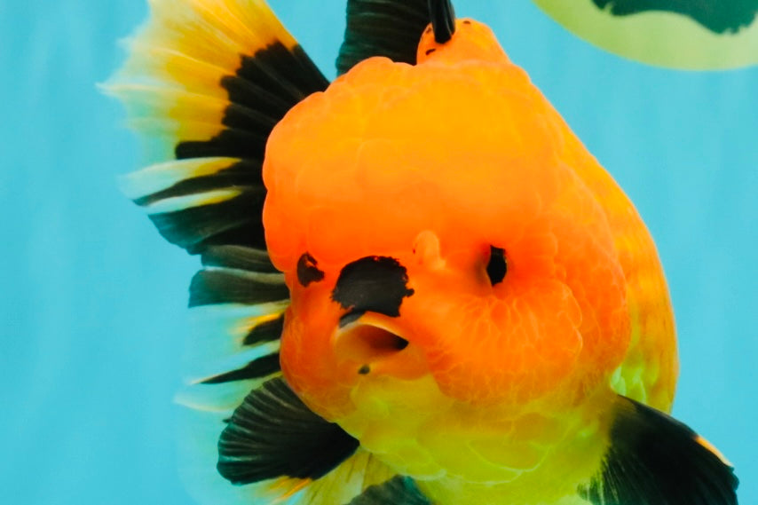 CHARLIE A Grade Apache Oranda Female 6-6.5 inches #080726OR_06