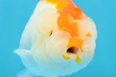 AAA Grade Red White LionQueen 4 inches #112125LC_08