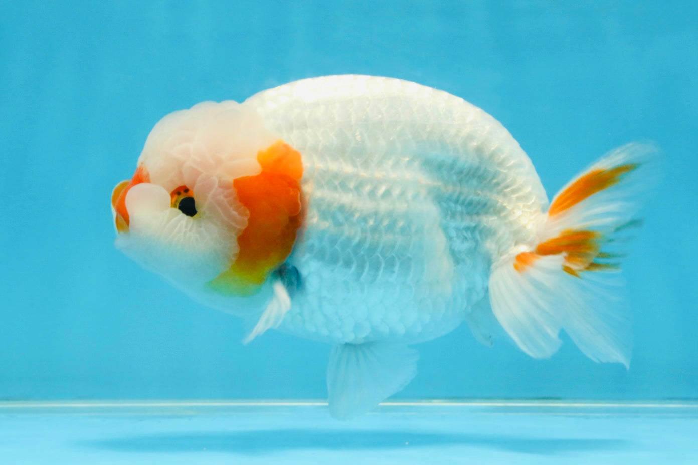 A Grade Red White LionKing 5-5.5 inches #112125LC_03