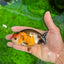 Special Tricolor Button Eyes Ranchu Male 4 inches #0628RC_16