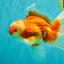 A Grade Red White Oranda Male 6.5 inches #082826OR_11