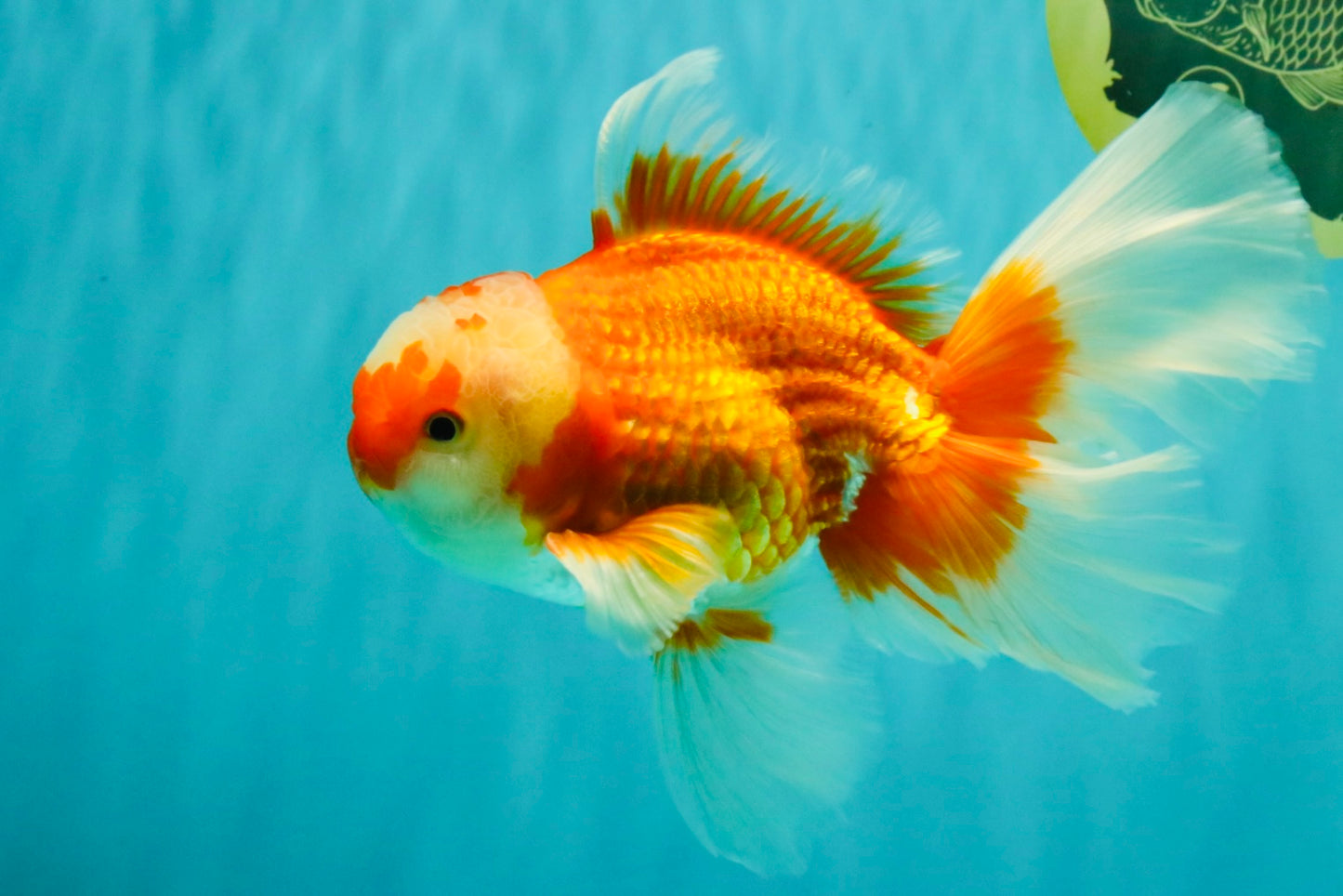 A Grade Red White Oranda Male 6.5 inches #082826OR_11