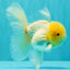 A Grade White Oranda Male 5.5 inches #101626OR_09