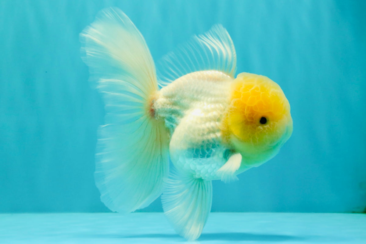 A Grade White Oranda Male 5.5 inches #101626OR_09