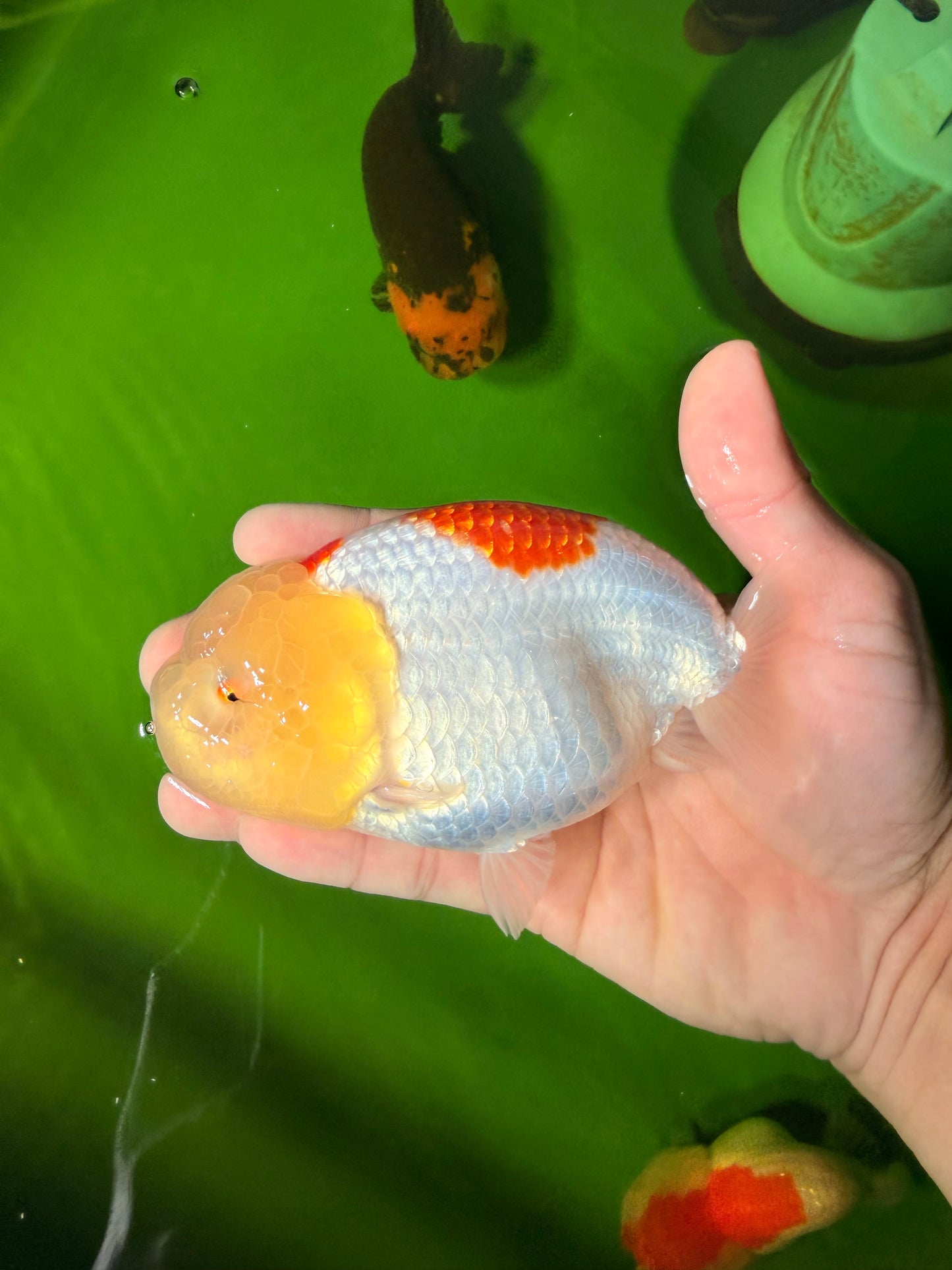 A Grade Red White LionQueen 5 inches #041026LC_14