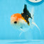 AAA Grade Tricolor Oranda Male 5 inches #0906OR_30