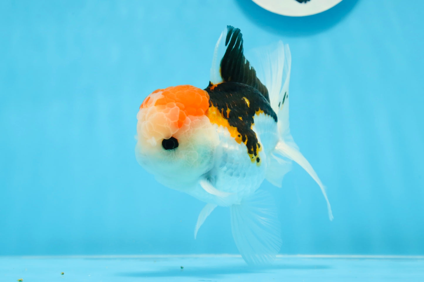 AAA Grade Tricolor Oranda Male 5 inches #0906OR_30