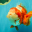 BULLDOG AAA Grade Red White Yuanbao Male 6 inches #070326YB_02