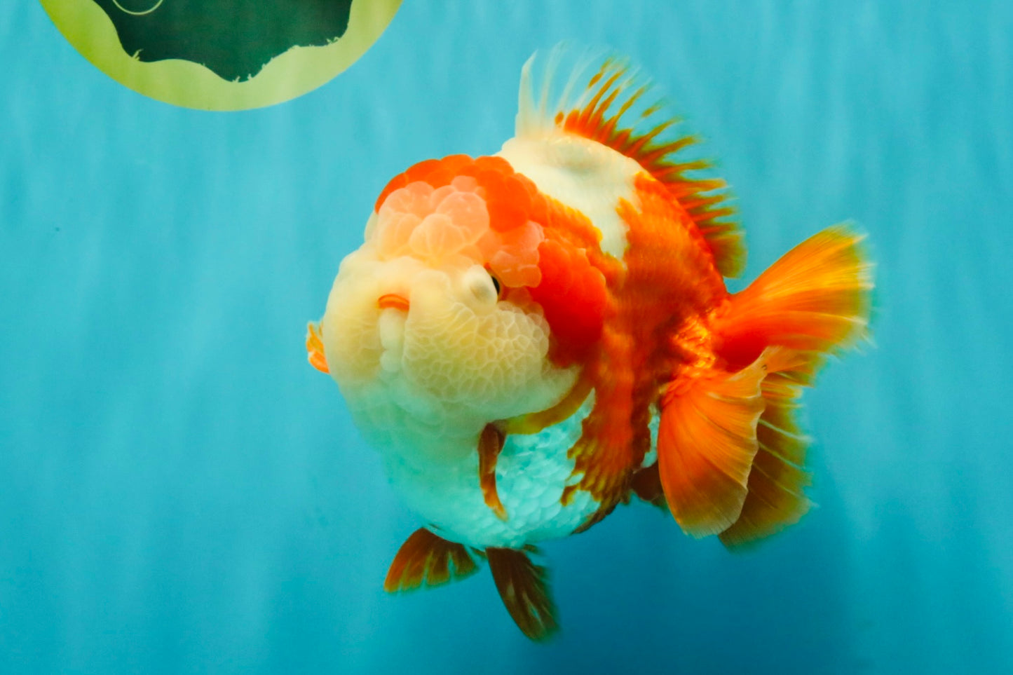 BULLDOG AAA Grade Red White Yuanbao Male 6 inches #070326YB_02