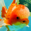 A  Grade Red White Oranda Male 5.5-6 inches #082126OR_07