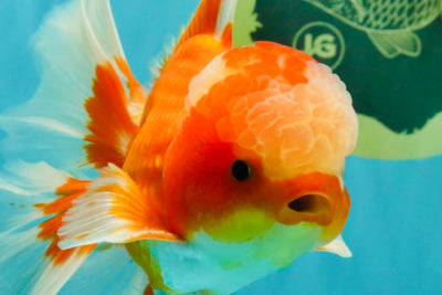 A  Grade Red White Oranda Male 5.5-6 inches #082126OR_07