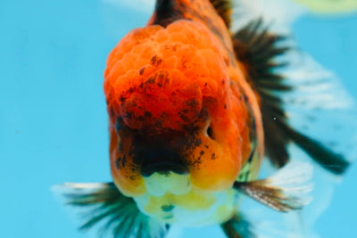 A Grade UNIQUE Tiger Oranda Male 5.5 inches #091225OR_11