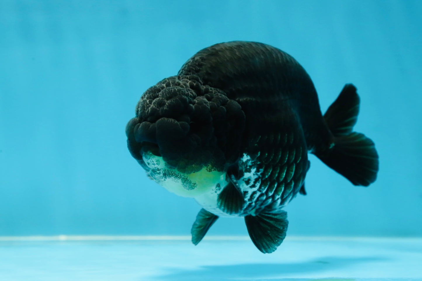 AAA Grade Black Ranchu Male 4.5-5 inches #052325RC_17