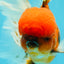 AAA Grade Sakura Long Tail Oranda Male 6.5 inches #030626OR_07