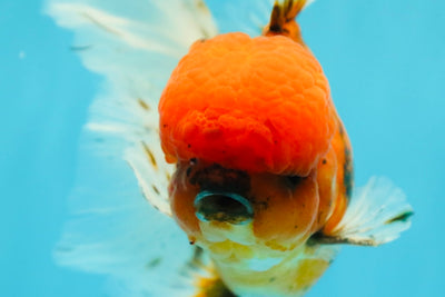 AAA Grade Sakura Long Tail Oranda Male 6.5 inches #030626OR_07
