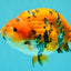 A Grade Tricolor Tiger Ranchu Male 5.5 inches #102326RC_05