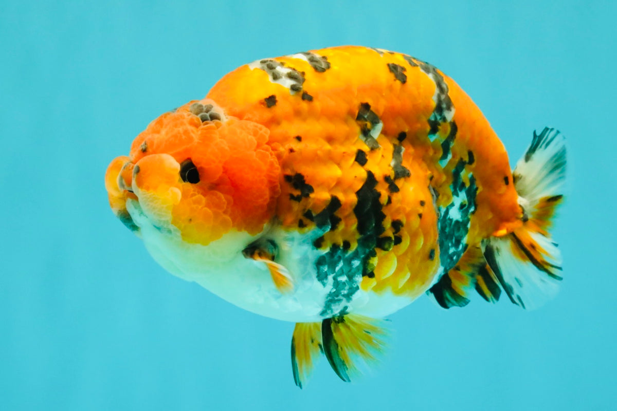 A Grade Tricolor Tiger Ranchu Male 5.5 inches #102326RC_05