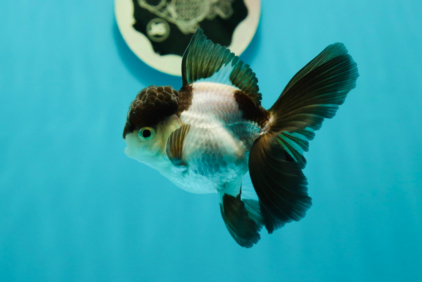 Panda Oranda Male 3.5 inches #102524OR_21