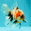 A Grade Marble Calico Oranda Male 6.5 inches #061926OR_19