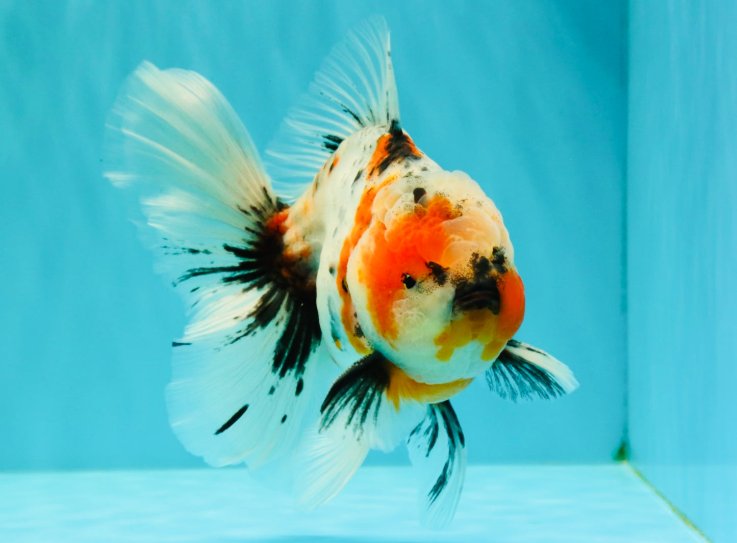 A Grade Marble Calico Oranda Male 6.5 inches #061926OR_19