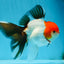 A Grade Tricolor Oranda Male 5 inches #080825OR_05