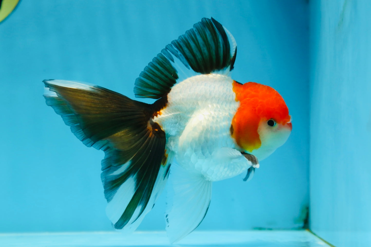 A Grade Tricolor Oranda Male 5 inches #080825OR_05