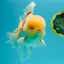 FLUFFY AAA Grade Jumbo Boradtail Red White Oranda Male 8.5 inches #072426OR_02