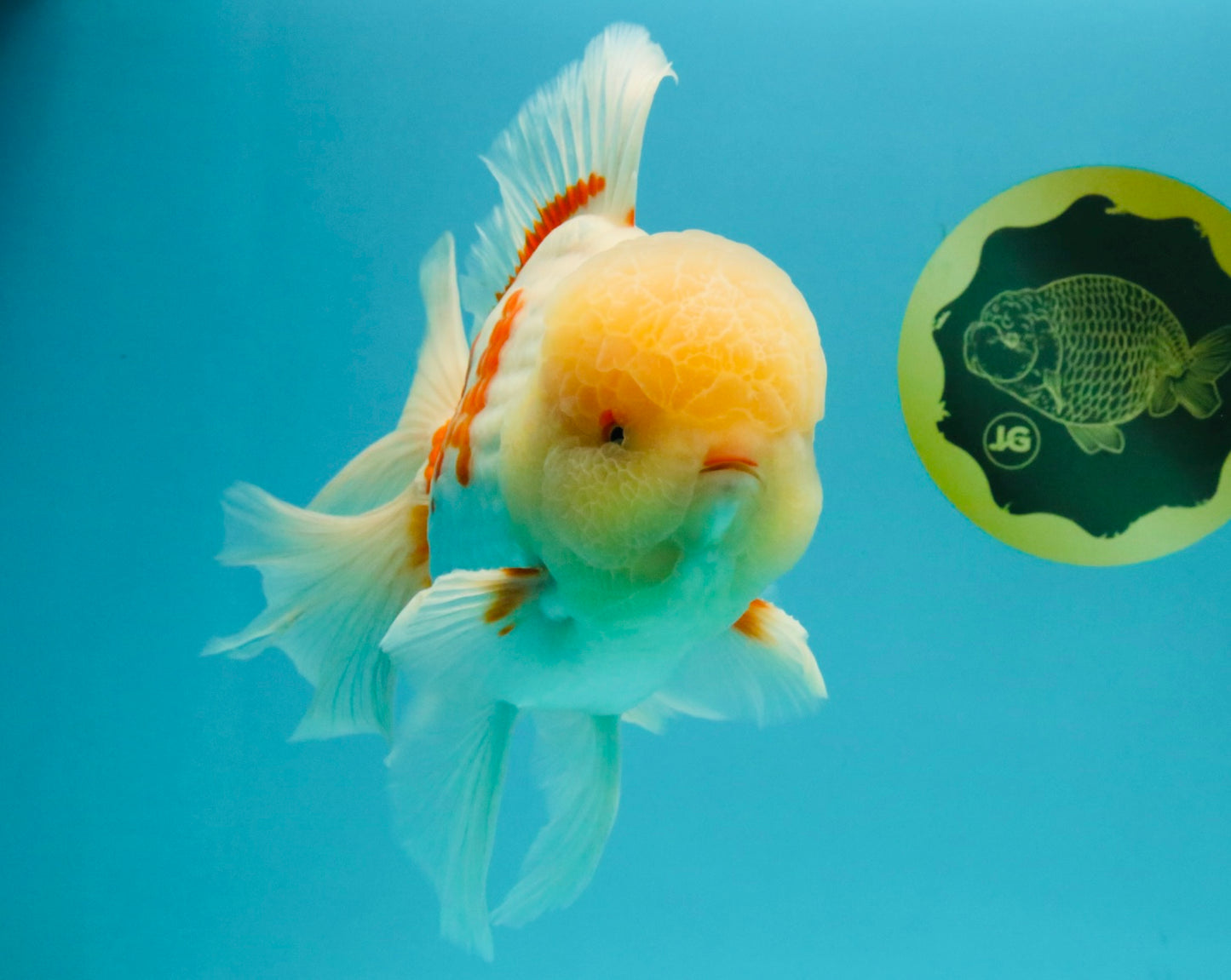 FLUFFY AAA Grade Jumbo Boradtail Red White Oranda Male 8.5 inches #072426OR_02