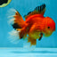 AAA Grade CHONKY Red White Oranda Male 5-5.5 inches #062025OR_16