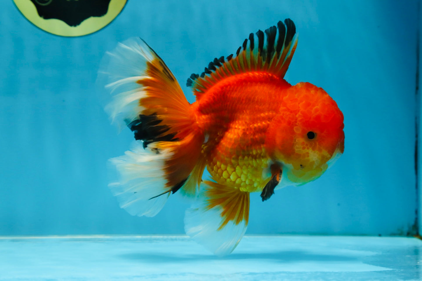 AAA Grade CHONKY Red White Oranda Male 5-5.5 inches #062025OR_16