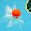 A Grade Little Tomato Cap Red Cap Oranda Male 4-4.5 inches #062025OR_18