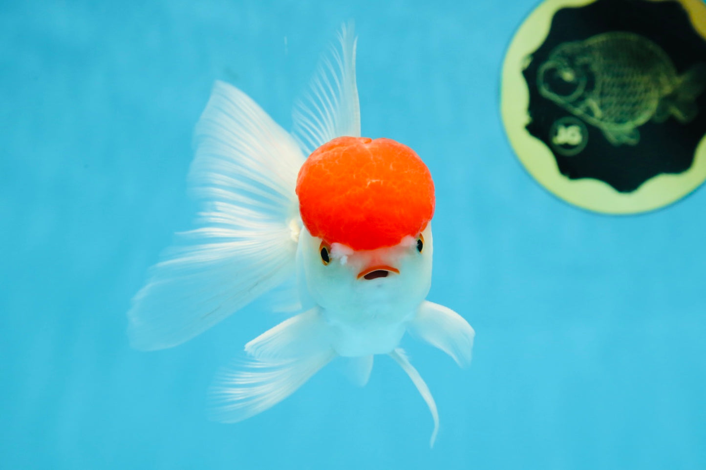 A Grade Little Tomato Cap Red Cap Oranda Male 4-4.5 inches #062025OR_18