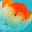 SUPER CUTE A Grade Red White LionQueen 4-4.5 inches #050826LC_14