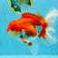JUMBO AAA Grade Red White Oranda Female 6.5 inches #032726OR_06