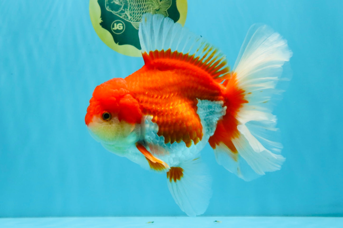 JUMBO AAA Grade Red White Oranda Female 6.5 inches #032726OR_06