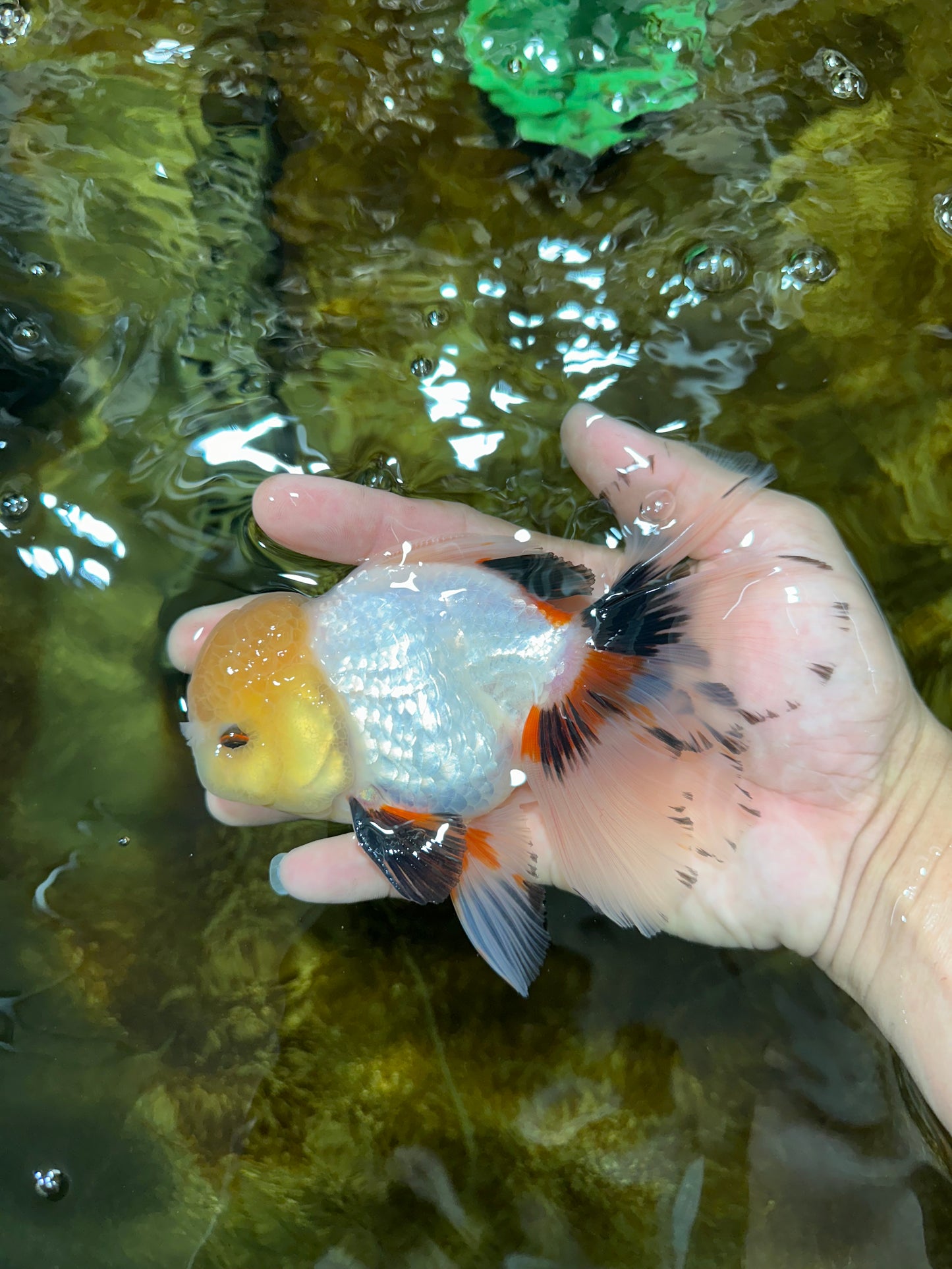 A Grade FLUFFY TAIL Tricolor Oranda Male 5.5 inches #082925OR_08