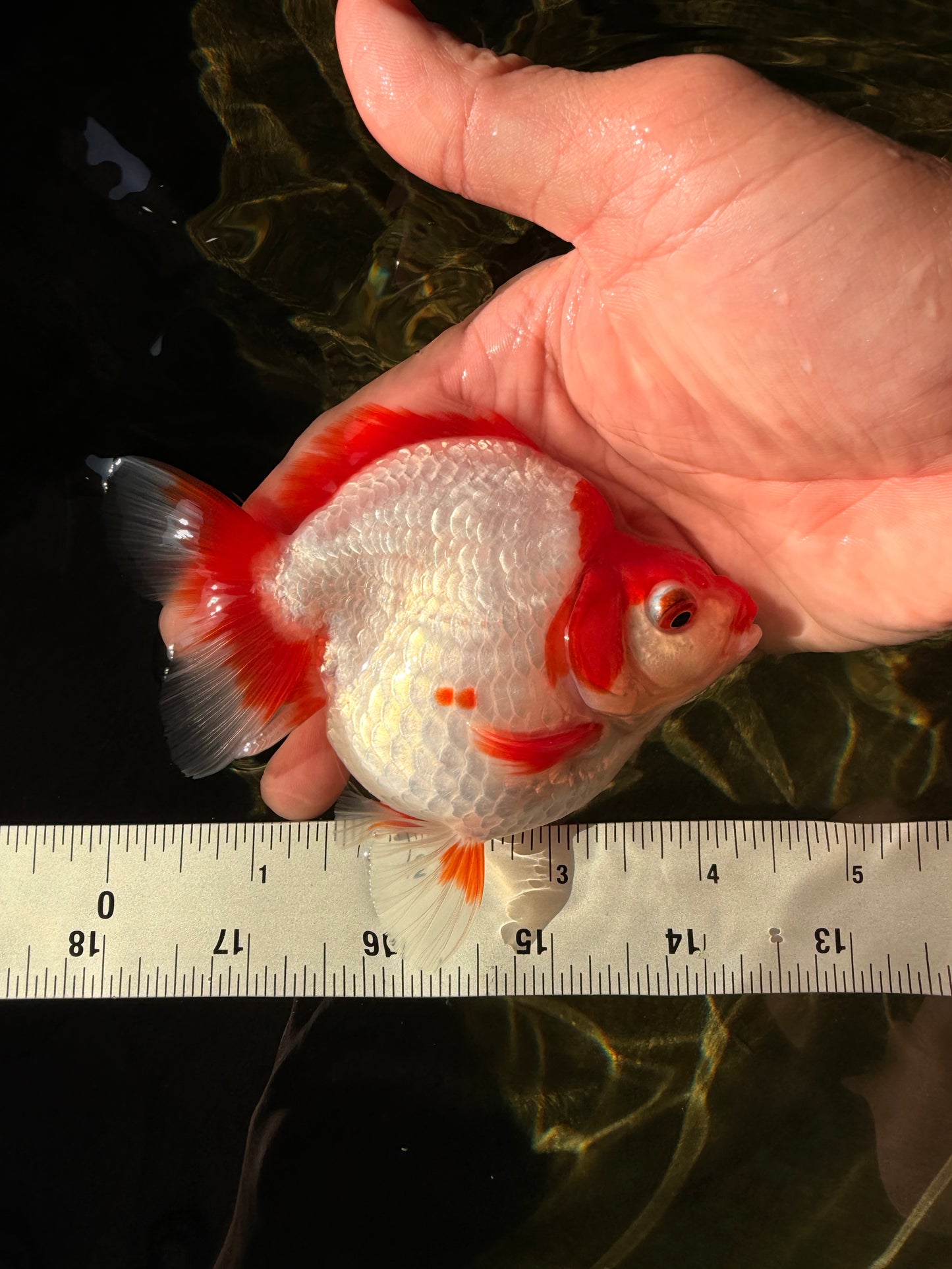 AAA Grade Red White Ryukin Female 4-4.5 inches #030626RK_15