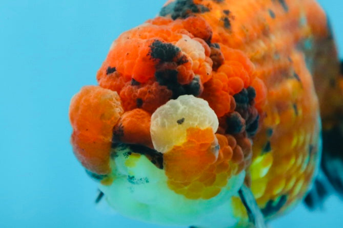 AAA Grade ADORABLE Tiger LionQueen 5 inches #082925LC_01