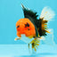 A Grade Red Head Tricolor Oranda Male 5-5.5 inches #031326OR_26