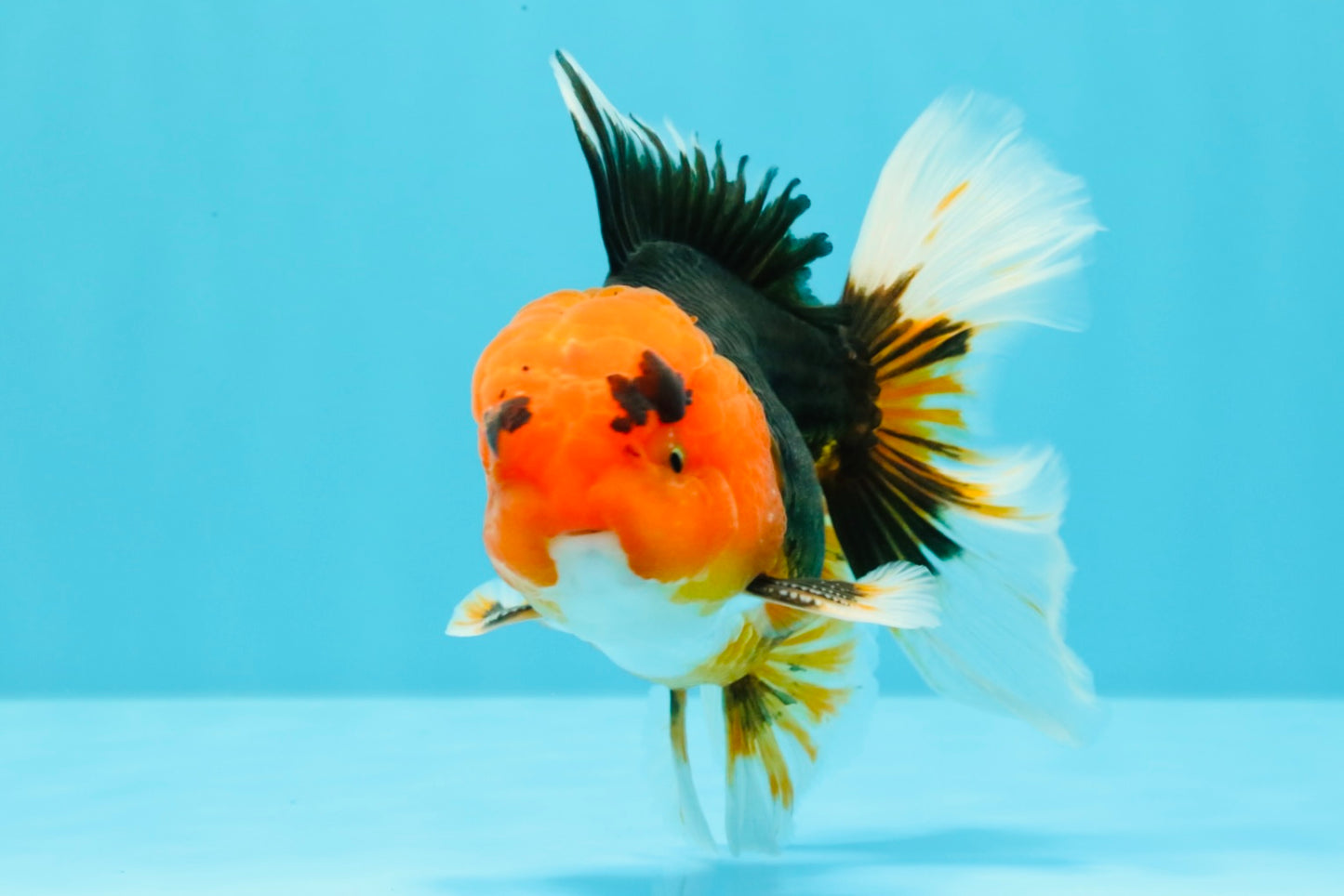 A Grade Red Head Tricolor Oranda Male 5-5.5 inches #031326OR_26