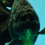 AAA Grade Super Godzilla Black Oranda Male 6.5-7 inches #061926OR_01