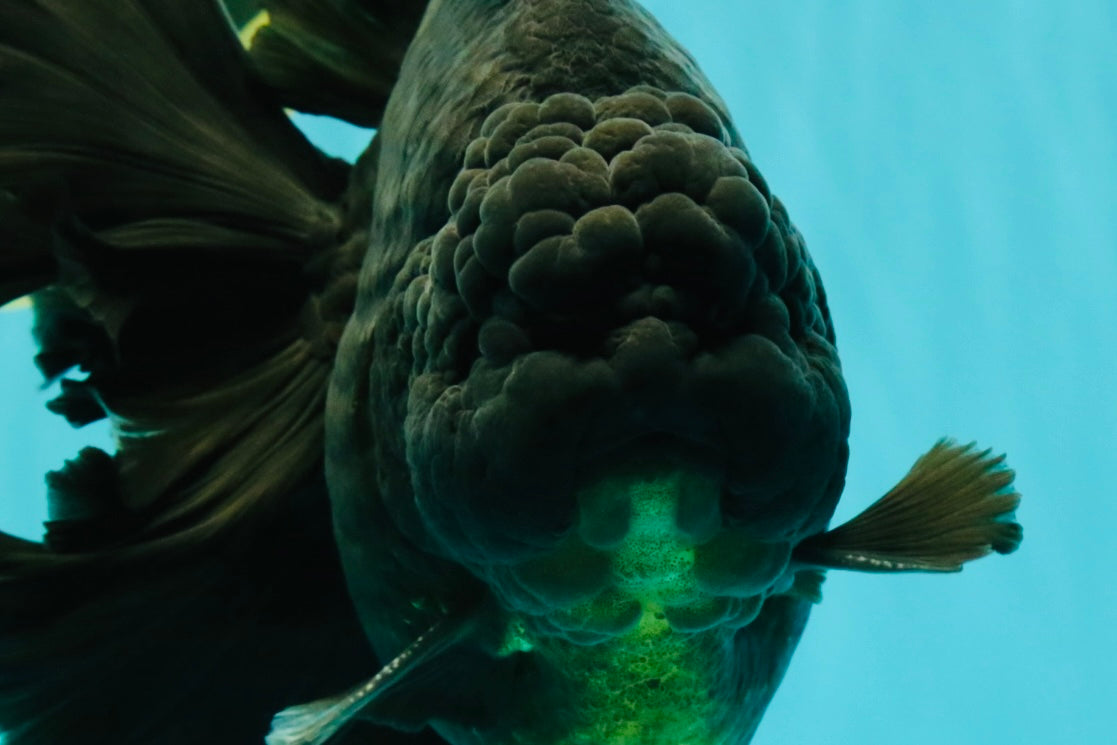 AAA Grade Super Godzilla Black Oranda Male 6.5-7 inches #061926OR_01