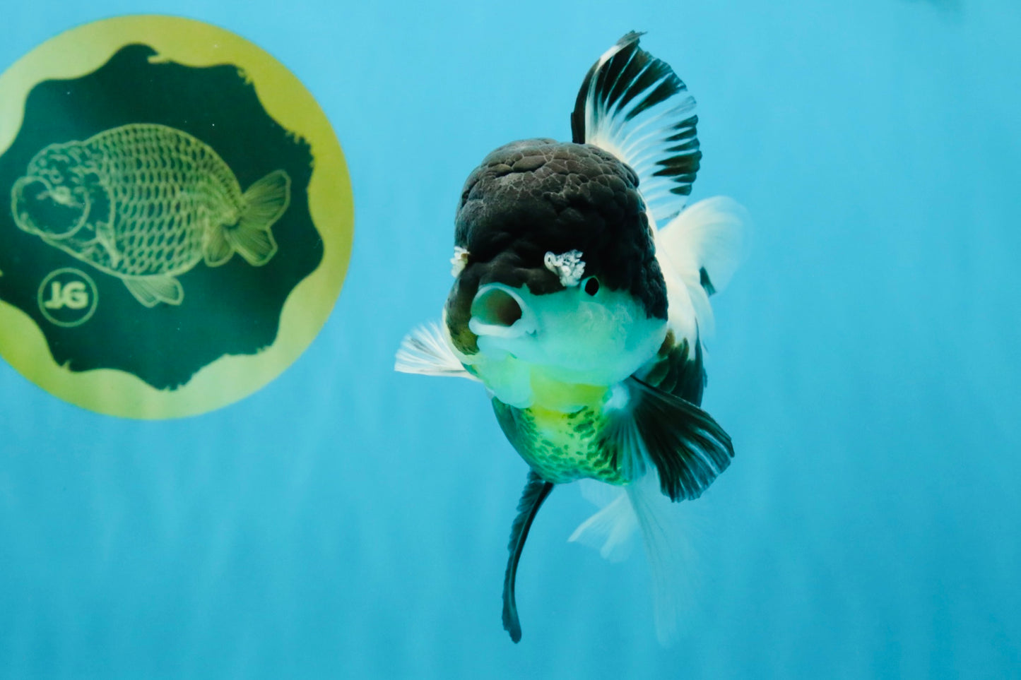 BATMAN Panda Oranda Female 5.5 inches #041026OR_09