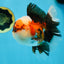 AAA Grade CHUBBY CHEEK Tricolor Oranda Male 5.5  inches #082225OR_12