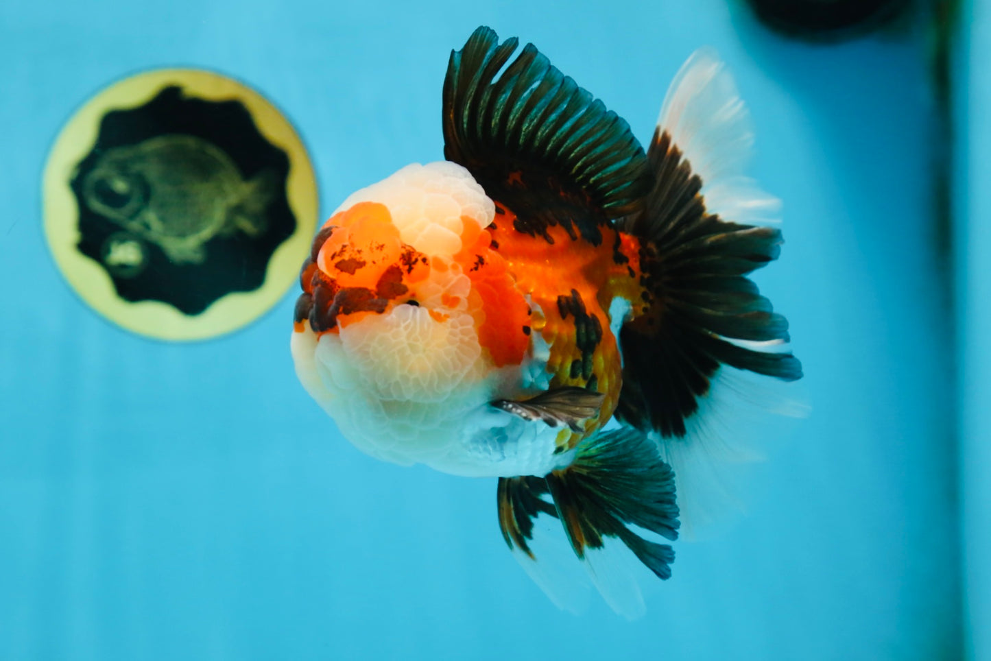 AAA Grade CHUBBY CHEEK Tricolor Oranda Male 5.5  inches #082225OR_12