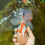 AAA Grade SUNNY Red White Oranda Male 6 inches #082925OR_12