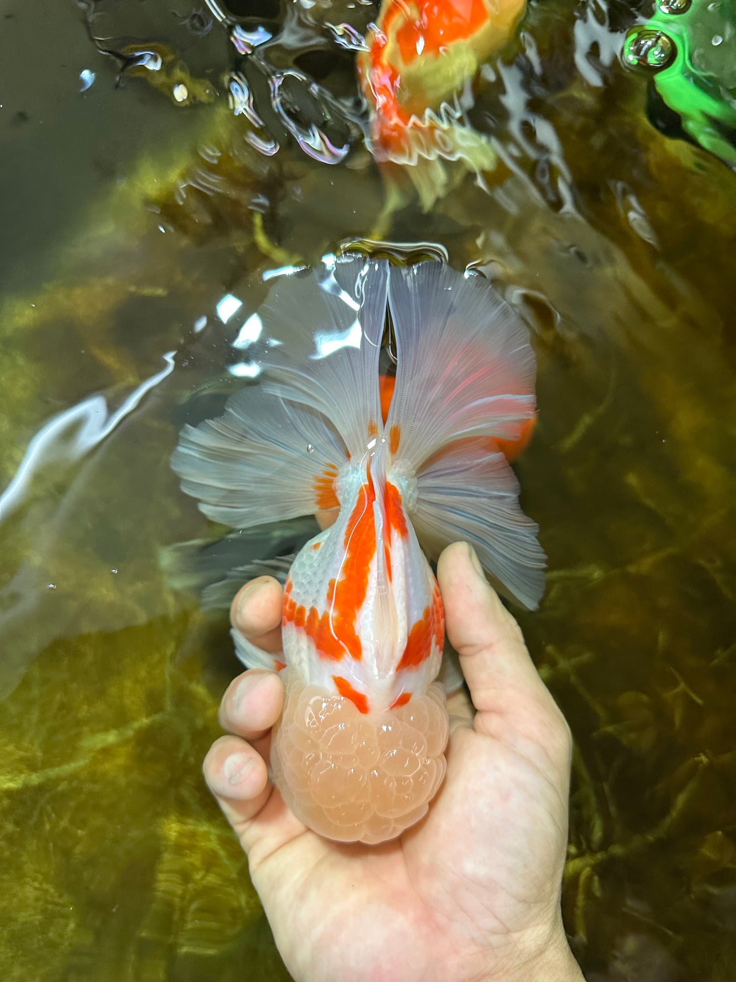 AAA Grade SUNNY Red White Oranda Male 6 inches #082925OR_12