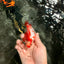AAA Grade Red White Ryukin Male 4 inches #041726RK_05