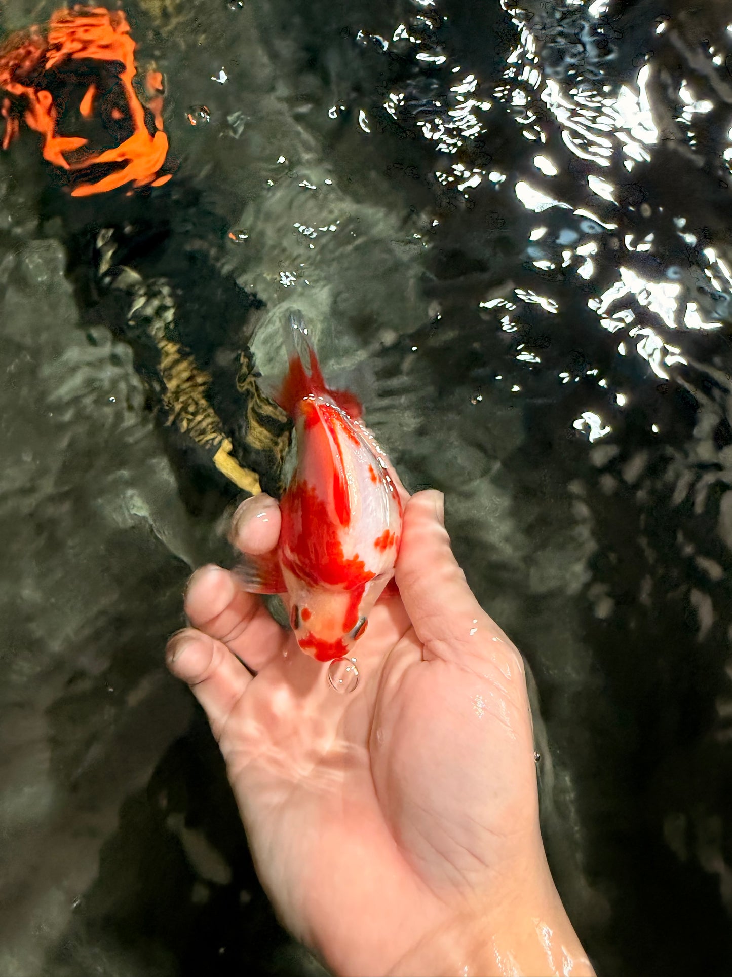 AAA Grade Red White Ryukin Male 4 inches #041726RK_05