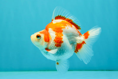 UNIQUE AAA Grade Red White Ryukin Female 4-4.5 inches #042426RK_01